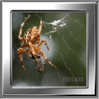 Kreuzspinne